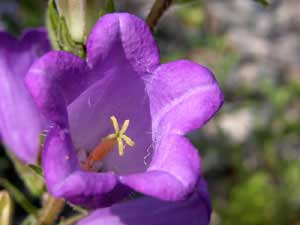 Campanula medium (click per ingrandire l'immagine)