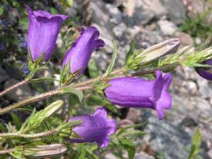 Campanula medium (click per ingrandire l'immagine)