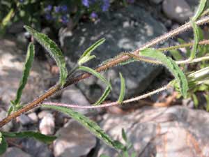 Campanula medium (click per ingrandire l'immagine)