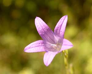 Campanula rapunculus (click per ingrandire l'immagine)