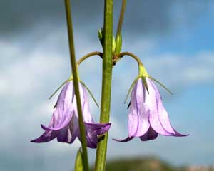 Campanula rapunculus (click per ingrandire l'immagine)