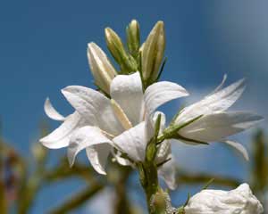 Campanula rapunculus (click per ingrandire l'immagine)