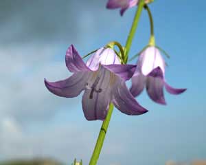 Campanula rapunculus (click per ingrandire l'immagine)