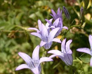 Campanula rapunculus (click per ingrandire l'immagine)