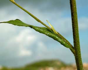 Campanula rapunculus (click per ingrandire l'immagine)