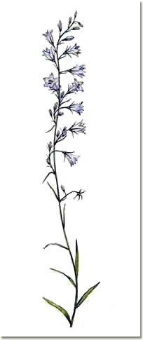 Campanula rapunculus