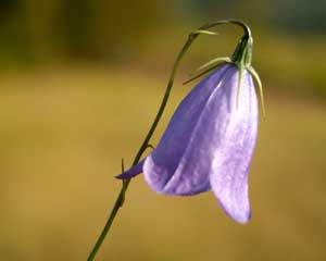 Campanula scheuchzeri (click per ingrandire l'immagine)