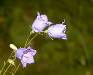 Campanula scheuchzeri (click per ingrandire l'immagine)