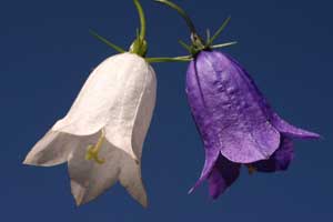 Campanula scheuchzeri (click per ingrandire l'immagine)