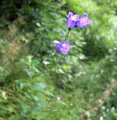 Campanula scheuchzeri (click per ingrandire l'immagine)