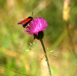 Carduus defloratus (click per ingrandire l'immagine)