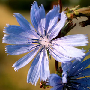 Cichorium intybus (click per ingrandire l'immagine)