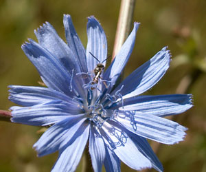 Cichorium intybus (click per ingrandire l'immagine)