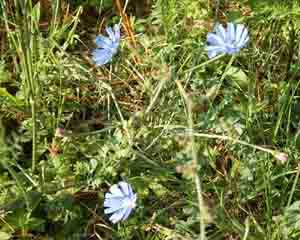 Cichorium intybus