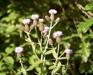 Cirsium arvense (click per ingrandire l'immagine)