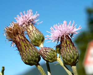 Cirsium arvense (click per ingrandire l'immagine)