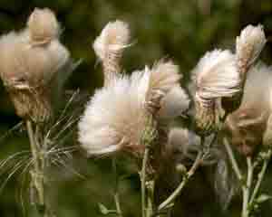 Cirsium arvense (click per ingrandire l'immagine)