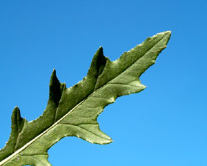 Cirsium arvense (click per ingrandire l'immagine)