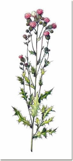 Cirsium arvense