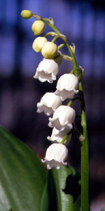 Convallaria majalis (click per ingrandire l'immagine)