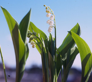 Convallaria majalis (click per ingrandire l'immagine)