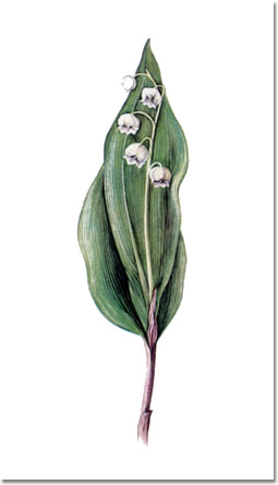 Convallaria majalis