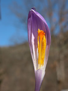 Crocus albiflorus (click per ingrandire l'immagine)