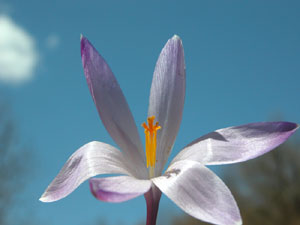 Crocus albiflorus (click per ingrandire l'immagine)