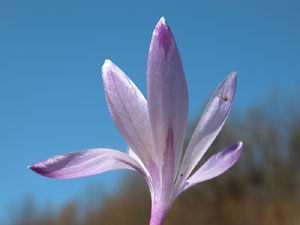 Crocus albiflorus (click per ingrandire l'immagine)