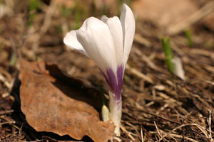 Crocus albiflorus (click per ingrandire l'immagine)