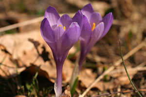 Crocus albiflorus (click per ingrandire l'immagine)