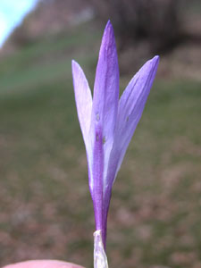 Crocus albiflorus (click per ingrandire l'immagine)