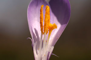 Crocus albiflorus (click per ingrandire l'immagine)