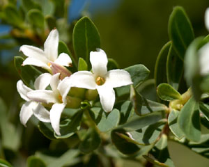 Daphne alpina (click per ingrandire l'immagine)