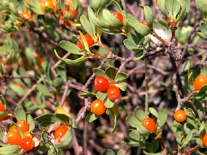 Daphne alpina (click per ingrandire l'immagine)