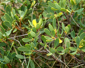 Daphne alpina (click per ingrandire l'immagine)