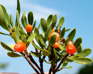 Daphne alpina (click per ingrandire l'immagine)