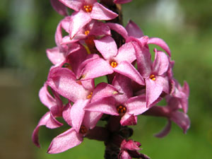 Daphne mezereum (click per ingrandire l'immagine)