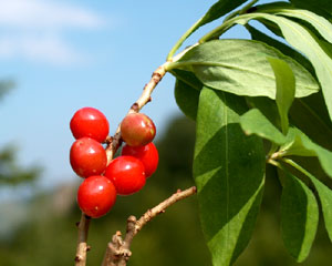 Daphne mezereum (click per ingrandire l'immagine)