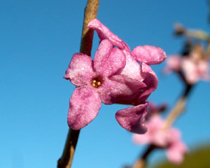 Daphne mezereum (click per ingrandire l'immagine)