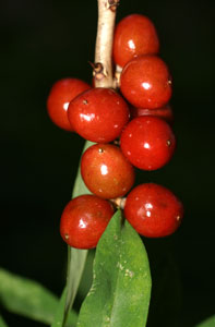 Daphne mezereum (click per ingrandire l'immagine)