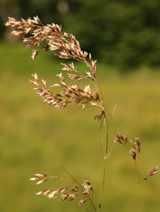 Deschampsia cespitosa (click per ingrandire l'immagine)