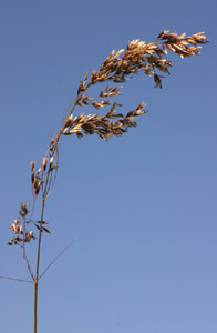 Deschampsia cespitosa (click per ingrandire l'immagine)