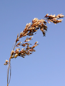 Deschampsia cespitosa (click per ingrandire l'immagine)