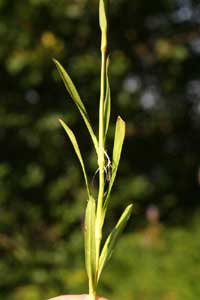 Dianthus superbus (click per ingrandire l'immagine)