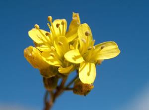 Draba aizoides (click per ingrandire l'immagine)