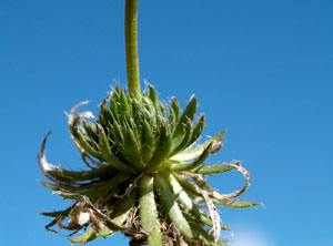 Draba aizoides (click per ingrandire l'immagine)