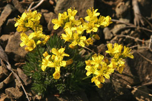 Draba aizoides (click per ingrandire l'immagine)