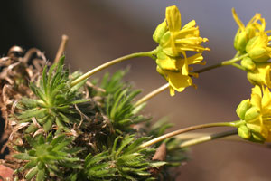 Draba aizoides (click per ingrandire l'immagine)