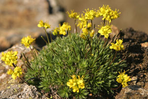 Draba aizoides (click per ingrandire l'immagine)